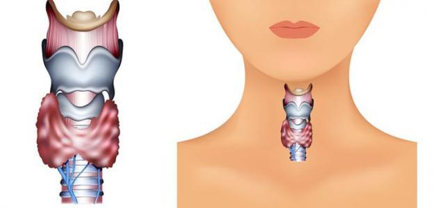 Symptoms of an overactive thyroid gland in women